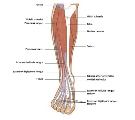 Shin Anatomy