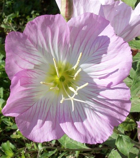 Pink Evening Primrose | Primroses, Evening primrose, Wild flowers