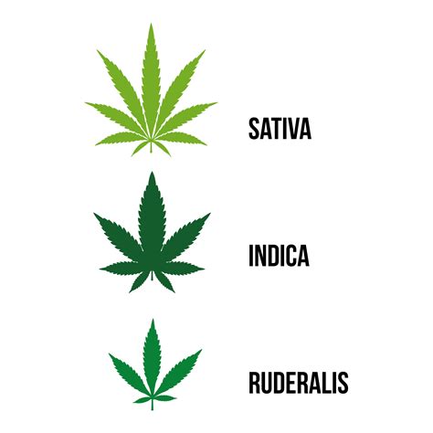 How Many Strains Of Cannabis Are There — So how many different cannabis ...