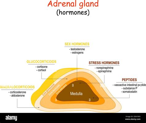 Adrenal Gland Layers And Hormones