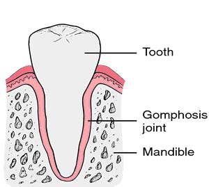 Gomphosis | definition of gomphosis by Medical dictionary