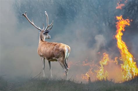 Devastating wildfires in Turkey and Greece