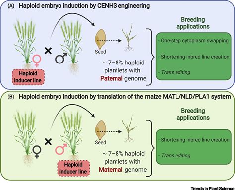 Haploid Embryos: Being Like Mommy or Like Daddy?: Trends in Plant Science