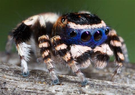 Pin by Theresa Vance on Insects | Jumping spider, Spider, Arachnids