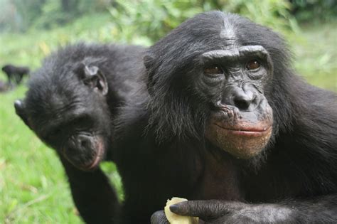 Bonobo Conservation Initiative | Events, Volunteer Opportunities & How ...