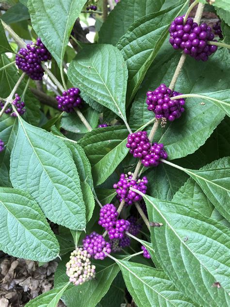 Purple Beautyberry makes me so happy every Fall! : r/gardening