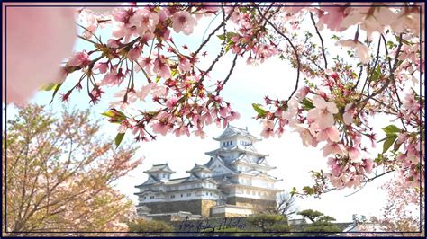 10 STUNNING JAPAN CHERRY BLOSSOM TOURS THAT YOU WILL ABSOLUTELY LOVE IN ...