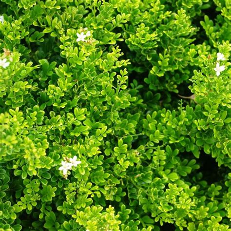 Murraya paniculata Min-a-min (42 mm tube) – Divine Plants Online Shop