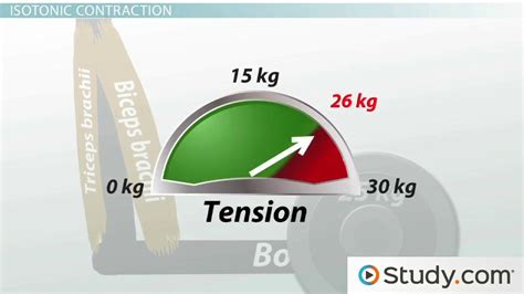 Isometric vs. Isotonic Contraction | Overview & Examples - Lesson ...