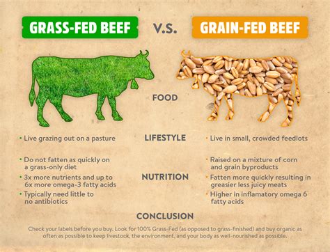 Grass Fed Vs Grain Fed Beef Omega 3 - Beef Poster