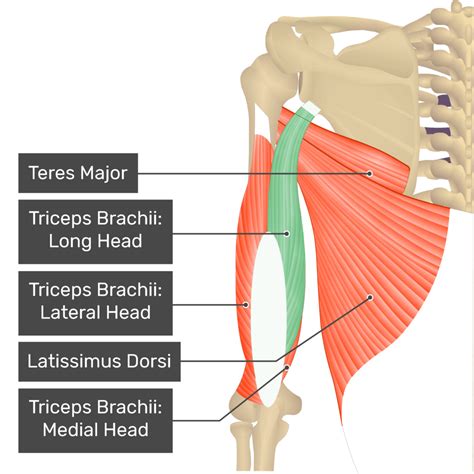 Tricep Muscle Anatomy