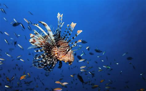 Underwater World Fish Lionfish Animals Free Images HD desktop wallpaper ...