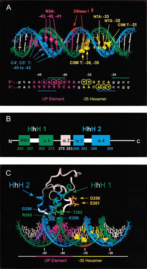 Fine structure of E. coli RNA polymerase-promoter interactions: α ...