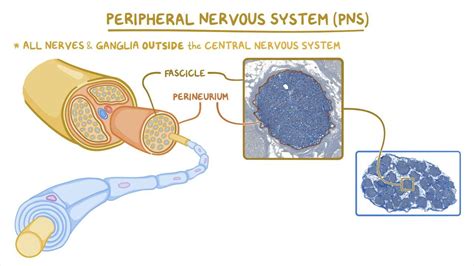 Peripheral nervous system histology: Video & Anatomy | Osmosis