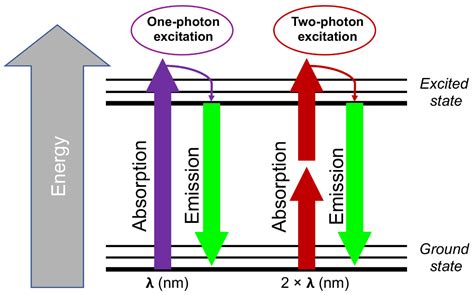 Photonics | Free Full-Text | Intravital Imaging with Two-Photon ...