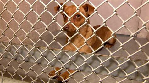 Sacramento animal shelter 'flooded with lost pets,' officials say