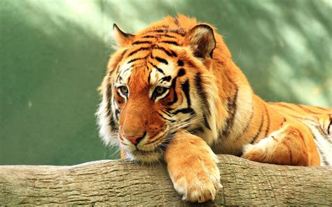 Tiger Close up 4K Wallpapers | HD Wallpapers | ID #20894