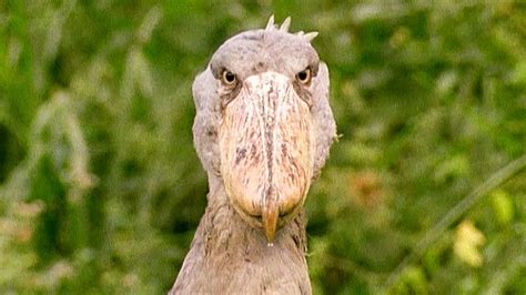 A Grumpy Shoebill Explains Antiques Roadshow Walk On The Wild Side ...