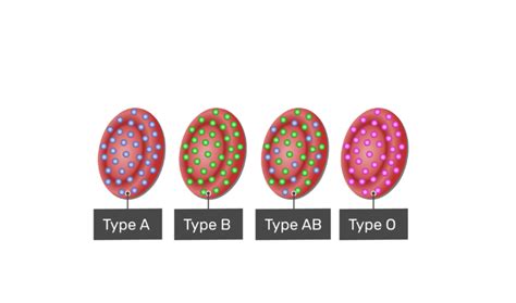 ABO and Rh blood types | GetBodySmart