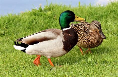 Duck Breeds: 14 Breeds YOU Could Own and Their Facts at a Glance