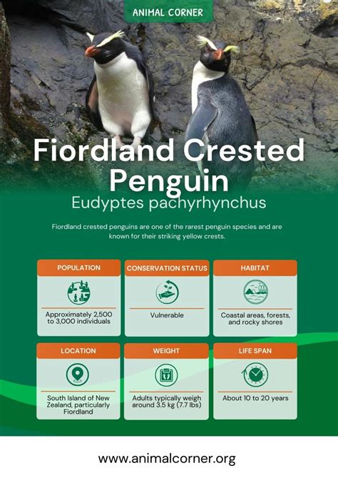 Fiordland Crested Penguin - Facts, Diet & Habitat Information