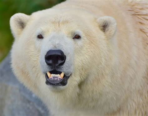 Polar Bear Teeth Stock Photos, Pictures & Royalty-Free Images - iStock