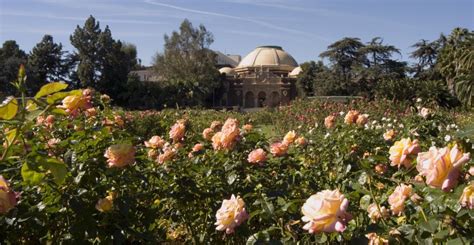 When To Plant Roses In Los Angeles