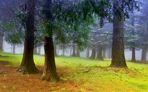 Download Tree Fog Nature Forest HD Wallpaper