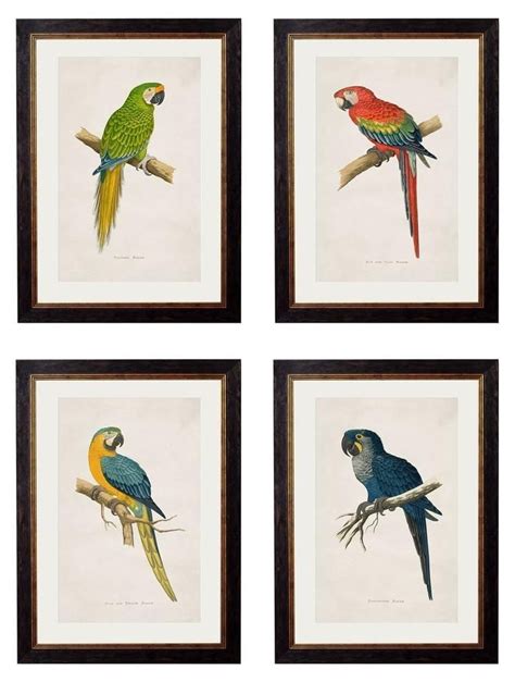 Framed Macaw Prints - Referenced From Illustrations of WT Greene From ...