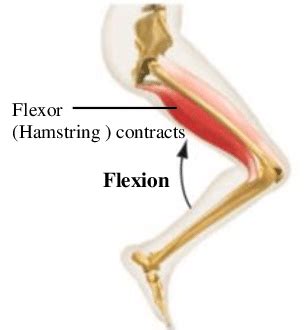 Flexion Extension