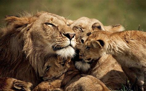 Lions Love A Family Of Lion Desktop Wallpaper Hd 2560x1600 ...