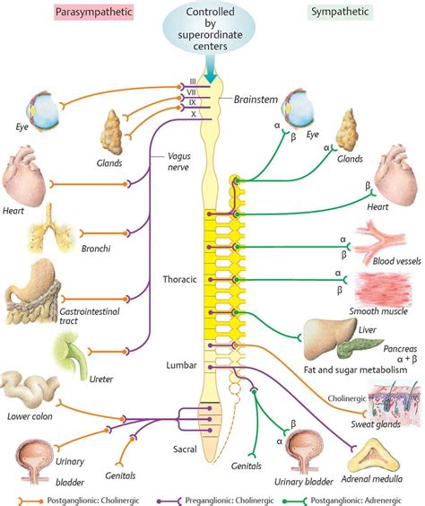 Sympathetic Preganglionic Fibers Release Which Neurotransmitter