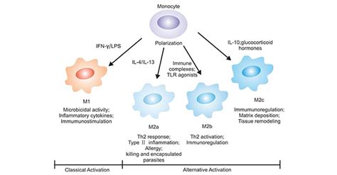 Macrophage Cell Structure