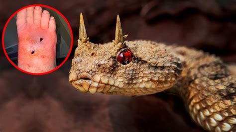 15 Most Uncommon Reptiles In The World - YouTube