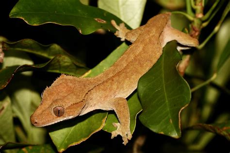 File:Crested gecko - 1.jpg - Wikimedia Commons