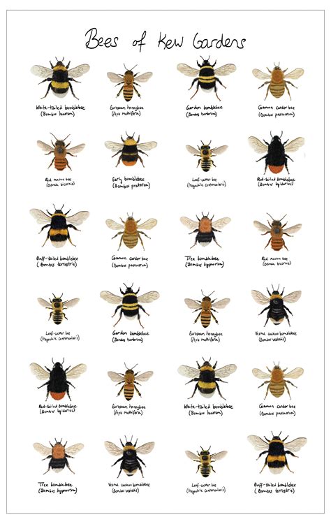 British Bees Identification Guide FSC Bee Guide For Great Britain ...