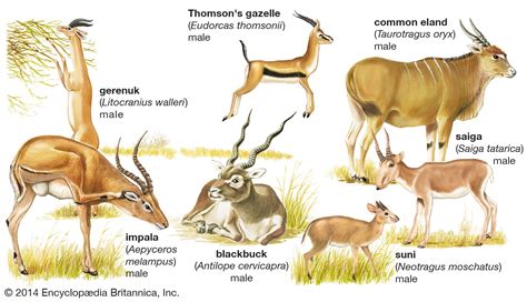 List African Animals With Horns : African Gazelles And Antelope ...