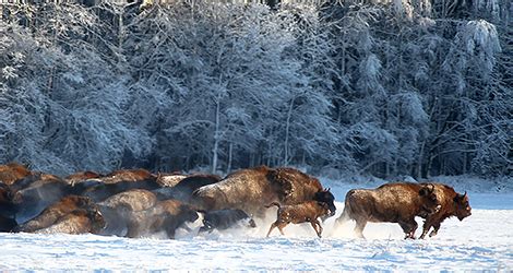 Natural History and Wildlife, Belarus | Belarus.by