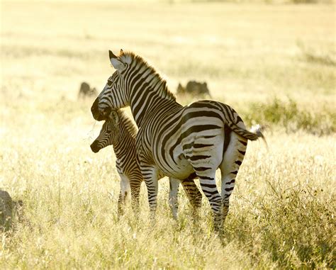 The Great Zebra Migration: Everything You Need to Know