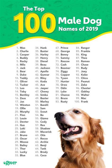 Most Popular Dog Names in the USA