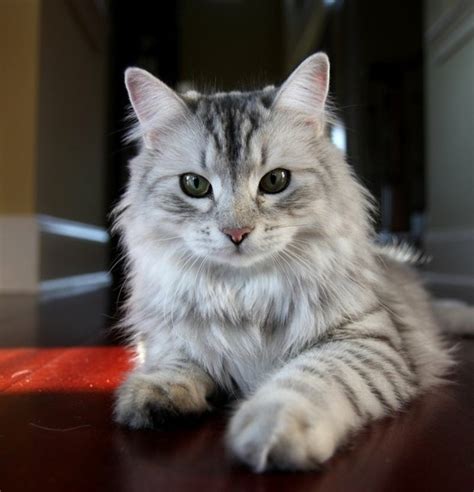 siberian cat hypoallergenic : Biological Science Picture Directory ...