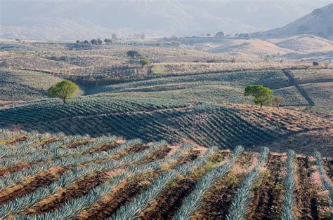 When Is National Tequila Day? 5 Ways for Tequila Lovers to Celebrate