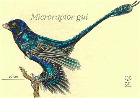 Microraptor gui by PedroSalas on DeviantArt