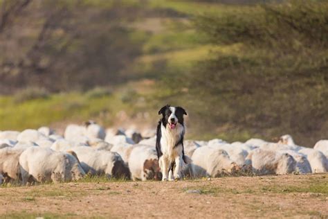 Are Border Collies Good Hunting Dogs