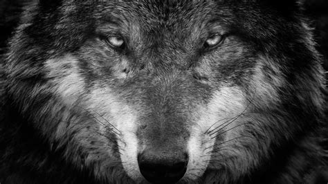 Black And White Wolf Pictures – Zerkalovulcan