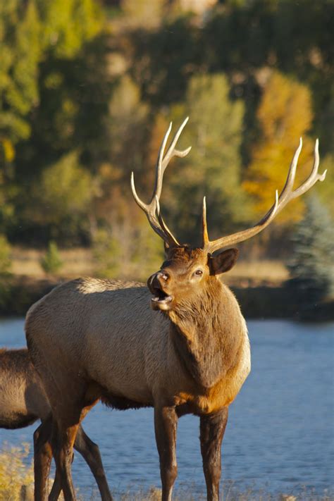 Hunting | The Timbers at Chama