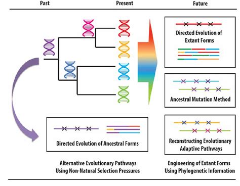 Exploring the past and the future of protein evolution with ancestral ...