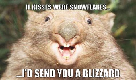 corny wombat - Meme by lilchovy :) Memedroid