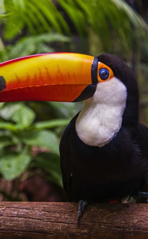 Download Toucan HD wallpaper for iPhone 4 / 4s - HDwallpapers.net