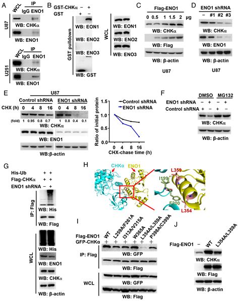 Enolase Catalyzes